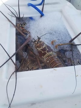 Lobster Fishing in Key West, Florida