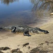 Notch Your Tag Public Land Alligator Hunt