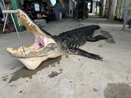 Public land alligator hunting