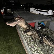 Notch Your Tag Public Land Alligator Hunt