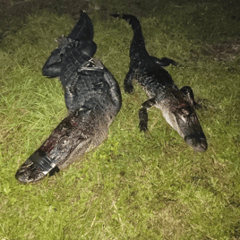 Public land alligator hunting