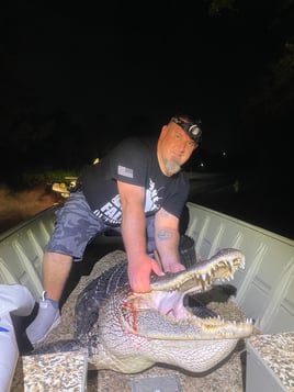 Public land alligator hunting