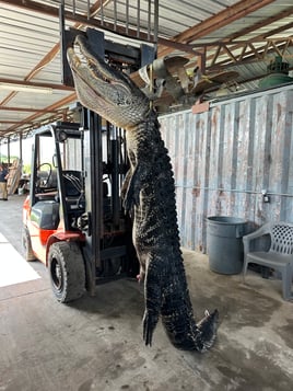 Public land alligator hunting