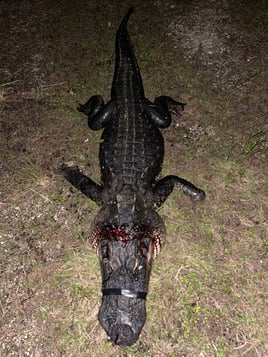 Public land alligator hunting