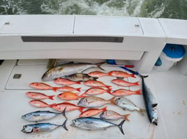 Charleston, SC Offshore Adventures - Full and Half Day