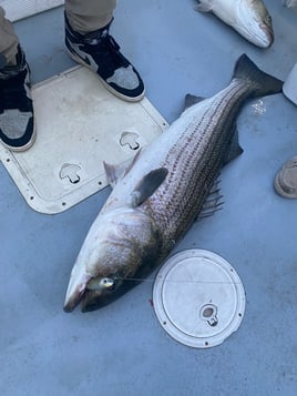 Evening/ Night Striped Bass