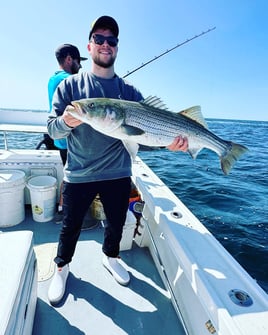 Evening/ Night Striped Bass