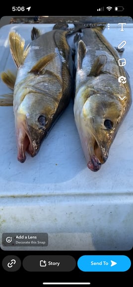 Caloosahatchee River Snook fest!