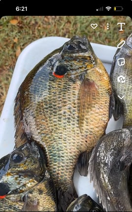 Black Crappie/ Pan fish Meat trips