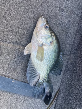 Black Crappie Meat trips