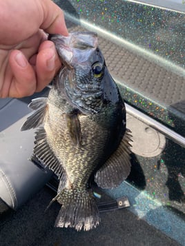 Black Crappie Meat trips