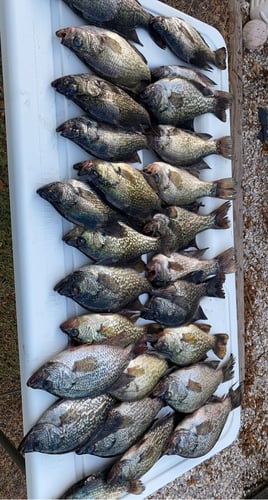 Black Crappie Meat trips