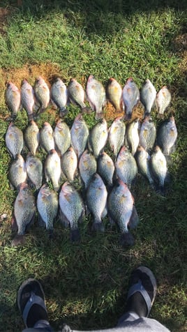 Black Crappie Meat trips