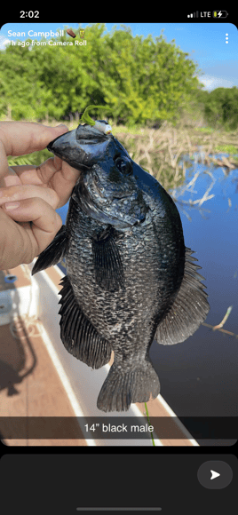 Black Crappie Meat trips