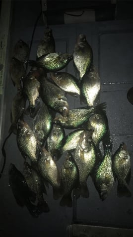 Black Crappie Meat trips