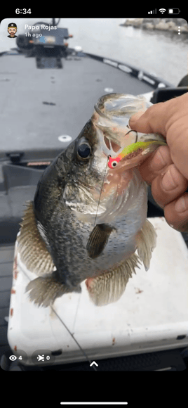 Black Crappie Meat trips