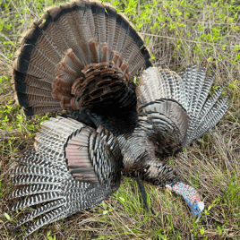 Turkey Hunt