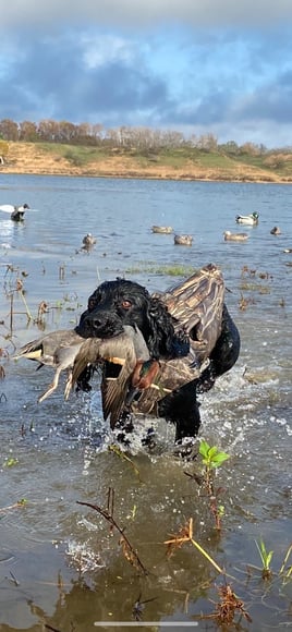 Early Season Texas Teal Hunt