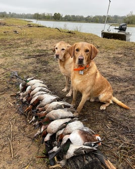 Early Season Texas Teal Hunt