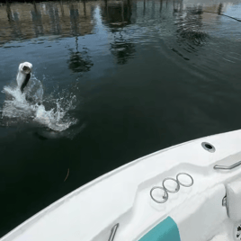 Tarpon Fishing