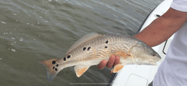 Choctawatchee Bay Inshore