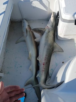 Coastal shark trips