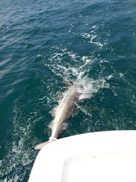 Coastal shark trips