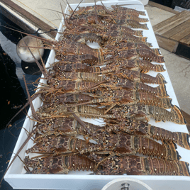 Lobster Fishing in Key West, Florida