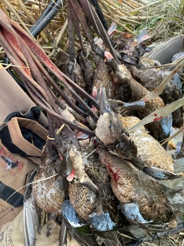 Drive-Up Arkansas Early Season Teal Hunts