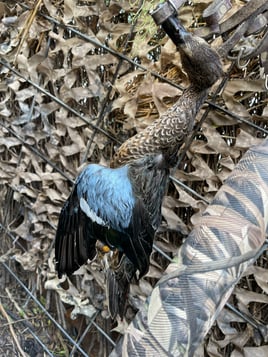 Drive-Up Arkansas Early Season Teal Hunts