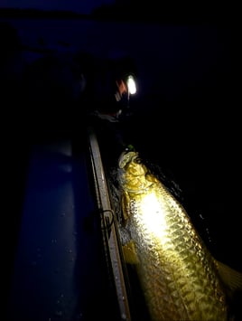 Tarpon Fishing in Naples, Florida