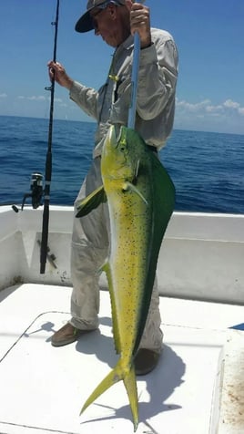 Mahi Mahi Fishing in Sebastian, Florida