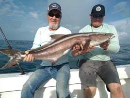 Cobia Fishing in Sebastian, Florida