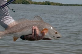 Redfish Fishing in Oak Hill, Florida