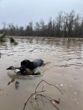 Guided Duck Hunt