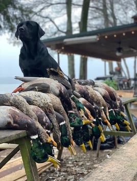 Guided Duck Hunt