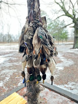 Guided Duck Hunt