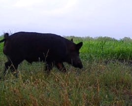 WILD HOG HUNT w/ lodging (2nights)