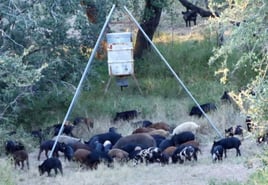 WILD HOG HUNT w/ lodging (2nights)