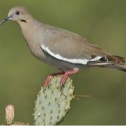 DOVE HUNTING - San Antonio area