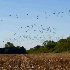 Dove Hunting 3 days / 4 nights