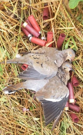 Dove Hunting