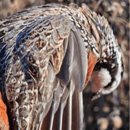 Quail Hunting 3 days 4 nights