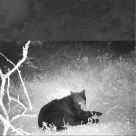 Arkansas Bear 4 Nights / 3 Days