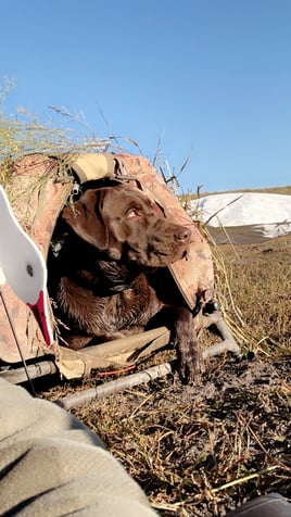 Central Texas Duck Hunts