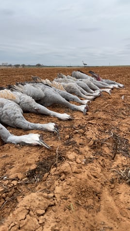 Central Texas Duck Hunts