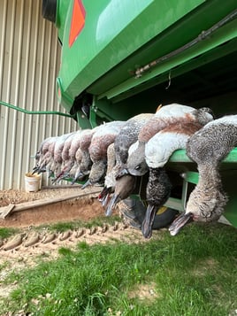 Central Texas Duck Hunts