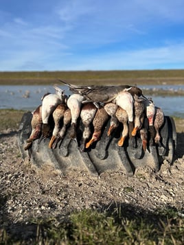 Central Texas Duck Hunts