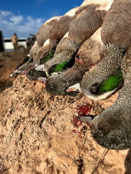 Central Texas Duck Hunts