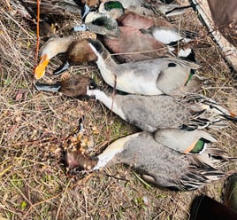 Central Texas Duck Hunts